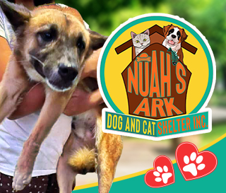 A poster for Noah's Ark, an animal shelter located at Tarlac.